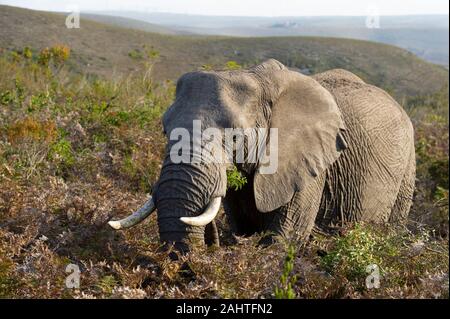 L'éléphant d'Afrique, Loxodonta africana africana, Gondwana Game Reserve, Afrique du Sud Banque D'Images