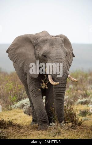 L'éléphant d'Afrique, Loxodonta africana africana, Gondwana Game Reserve, Afrique du Sud Banque D'Images