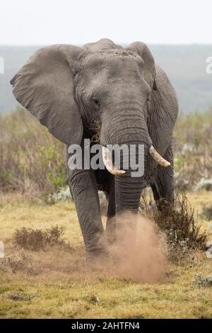 L'éléphant d'Afrique, Loxodonta africana africana, Gondwana Game Reserve, Afrique du Sud Banque D'Images