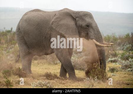 L'éléphant d'Afrique, Loxodonta africana africana, Gondwana Game Reserve, Afrique du Sud Banque D'Images