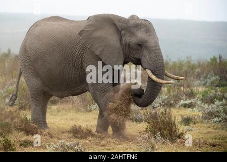 L'éléphant d'Afrique, Loxodonta africana africana, Gondwana Game Reserve, Afrique du Sud Banque D'Images