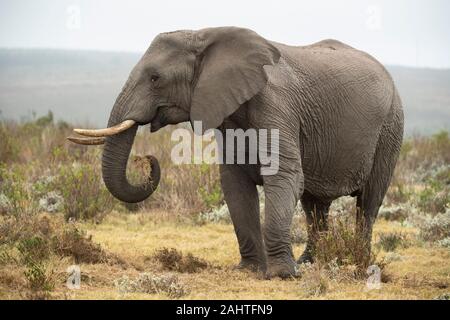 L'éléphant d'Afrique, Loxodonta africana africana, Gondwana Game Reserve, Afrique du Sud Banque D'Images