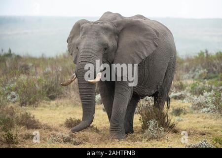 L'éléphant d'Afrique, Loxodonta africana africana, Gondwana Game Reserve, Afrique du Sud Banque D'Images