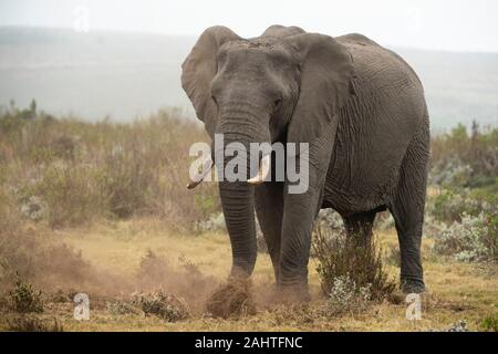 L'éléphant d'Afrique, Loxodonta africana africana, Gondwana Game Reserve, Afrique du Sud Banque D'Images