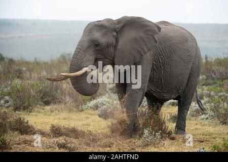 L'éléphant d'Afrique, Loxodonta africana africana, Gondwana Game Reserve, Afrique du Sud Banque D'Images