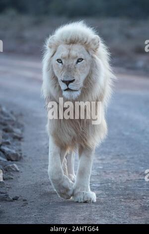 White Lion, Panthera leo, Sanbona Wildlife Reserve, Afrique du Sud Banque D'Images