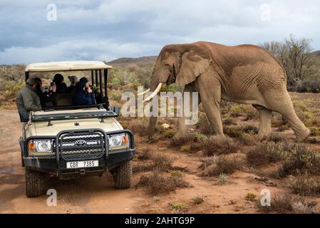 Les touristes sur la commande de jeu Regarder l'éléphant d'Afrique, Loxodonta africana africana, Sanbona Wildlife Reserve, Afrique du Sud Banque D'Images