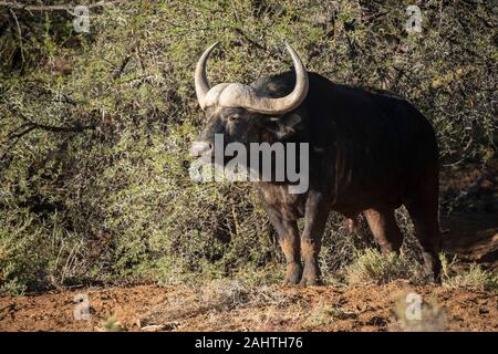 Cape, Syncerus caffer, Sanbona Wildlife Reserve, Afrique du Sud Banque D'Images