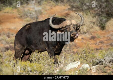 Cape, Syncerus caffer, Sanbona Wildlife Reserve, Afrique du Sud Banque D'Images