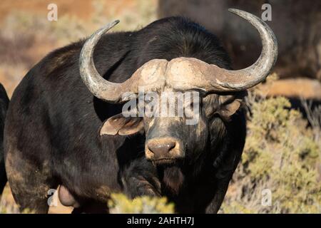 Cape, Syncerus caffer, Sanbona Wildlife Reserve, Afrique du Sud Banque D'Images