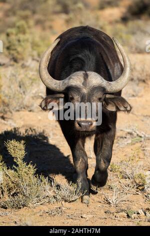 Cape, Syncerus caffer, Sanbona Wildlife Reserve, Afrique du Sud Banque D'Images