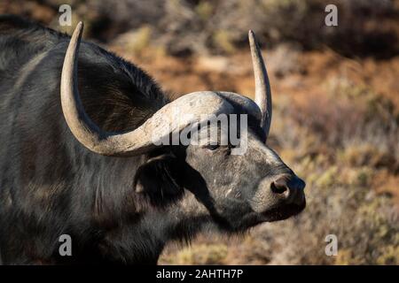 Cape, Syncerus caffer, Sanbona Wildlife Reserve, Afrique du Sud Banque D'Images