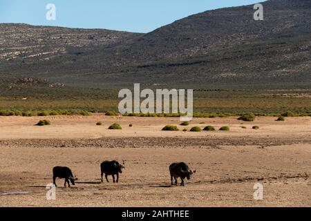 Cape, Syncerus caffer, Aquila Private Game Reserve, Afrique du Sud Banque D'Images