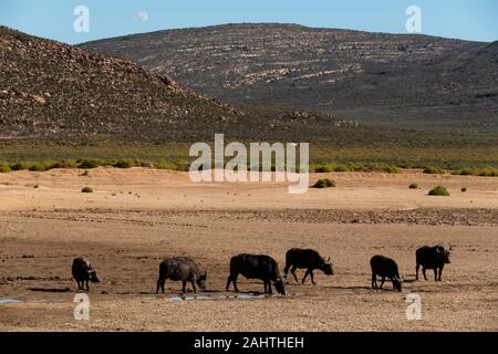 Cape, Syncerus caffer, Aquila Private Game Reserve, Afrique du Sud Banque D'Images