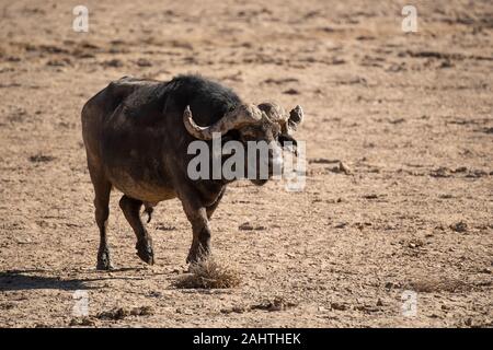 Cape, Syncerus caffer, Aquila Private Game Reserve, Afrique du Sud Banque D'Images