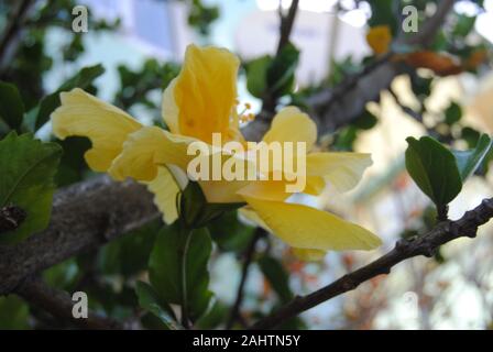 Hibiscus jaune vif Banque D'Images