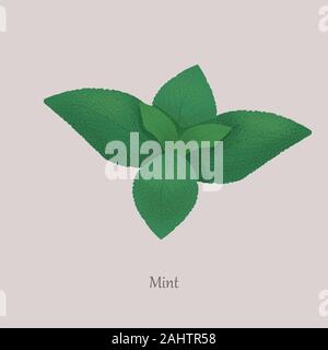 Feuilles de menthe fraîche vert sur fond gris. Illustration de Vecteur