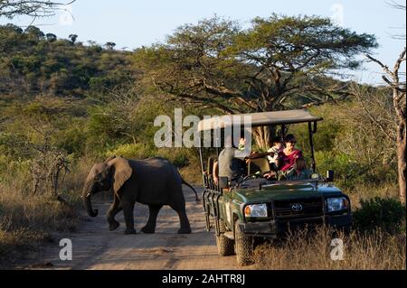 Les touristes en safari véhicule regardant l'éléphant d'Afrique, Loxodonta africana africana, Thula Thula Game Reserve, Afrique du Sud Banque D'Images