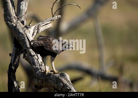 Long-crested eagle, Lophaetus occipital, parc iSimangaliso Wetland Park, Afrique du Sud Banque D'Images