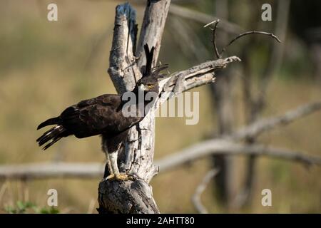 Long-crested eagle, Lophaetus occipital, parc iSimangaliso Wetland Park, Afrique du Sud Banque D'Images