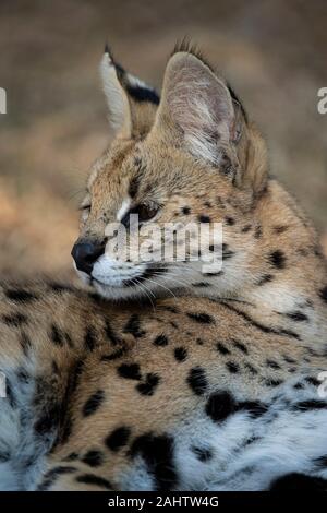 Serval (Leptailurus serval, Emdoneni, Afrique du Sud Banque D'Images