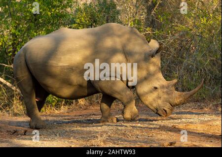 Rhinocéros blanc, Ceratotherium simum, Hluhluwe-Imfolozi Game Reserve Banque D'Images