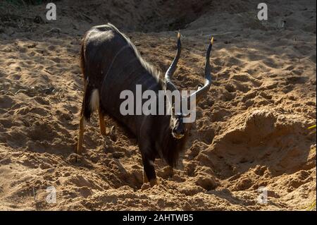 Nyala bull boire à un trou creusé par l'éléphant au lit du fleuve, Tragelaphus angasi, Hluhluwe-Imfolozi Game Reserve Banque D'Images