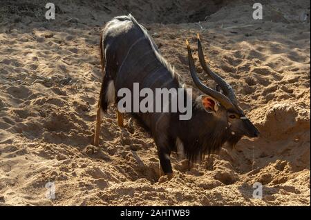 Nyala bull boire à un trou creusé par l'éléphant au lit du fleuve, Tragelaphus angasi, Hluhluwe-Imfolozi Game Reserve Banque D'Images