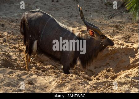 Nyala bull boire à un trou creusé par l'éléphant au lit du fleuve, Tragelaphus angasi, Hluhluwe-Imfolozi Game Reserve Banque D'Images