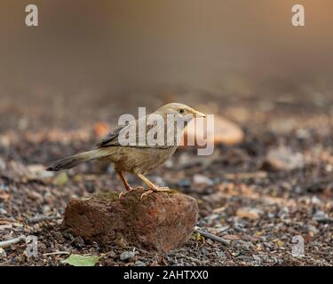 La jungle discoureur assis sur une brique.La jungle (Argya striata) est un membre de la famille des Leiothrichidae trouvés dans le sous-continent indien. Banque D'Images