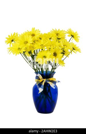 Arrangement de fleurs coupées fraîches marguerites jaunes avec de longues tiges vertes dans un vase de verre transparent de couleur bleu. Isolé sur fond blanc. Banque D'Images