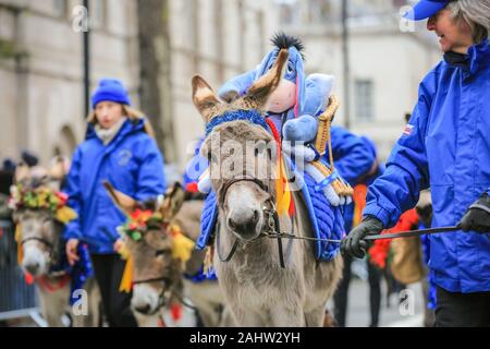 Le centre de Londres, le 1er janvier 2020. L'âne de la société race avec leurs animaux bien élevés. Anneaux de Londres en 2020 avec le rapport annuel 'London's New Year's Day Parade", plus connu par les Londoniens affectueusement comme LNYDP, et ses performances spectaculaires le long d'une route à travers le centre de Londres. Credit : Imageplotter/Alamy Live News Crédit : Imageplotter/Alamy Live News Banque D'Images