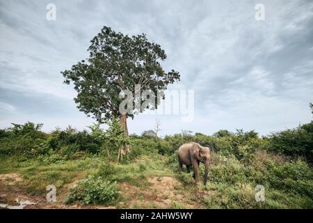 Éléphant dans un paysage verdoyant. Péril au Sri Lanka. Banque D'Images