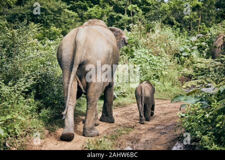 Vue arrière des éléphants sur chemin de terre. La faune Les animaux au Sri Lanka. Banque D'Images