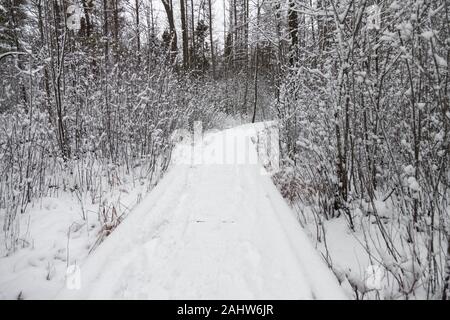 London, Canada - le 31 décembre 2019. Une chute de neige fraîche couvre les arbres dans la tourbière de Sifton, une zone écosensible situé dans la ville. Banque D'Images