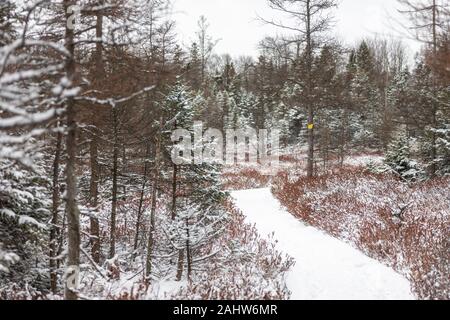 London, Canada - le 31 décembre 2019. Une chute de neige fraîche couvre les arbres dans la tourbière de Sifton, une zone écosensible situé dans la ville. Banque D'Images