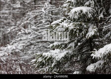 London, Canada - le 31 décembre 2019. Une chute de neige fraîche couvre les arbres dans la tourbière de Sifton, une zone écosensible situé dans la ville. Banque D'Images