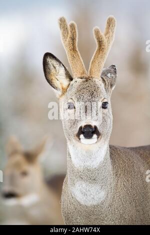 Détail de Chevreuil, Capreolus capreolus, buck en hiver. Banque D'Images