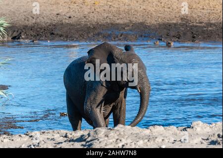 -Un éléphant d'Afrique Loxodonta africana- sortant d'un étang dans le parc national d'Etosha, Namibie, après avoir pris un bain. Banque D'Images