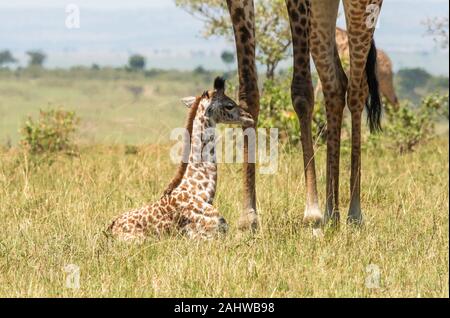 Une famille de girafes profitant d'une période de repos au milieu De la réserve nationale de Masai Mara lors d'un safari Banque D'Images