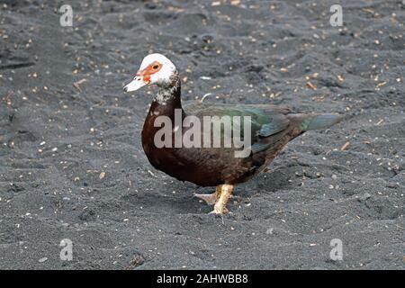 Canard sur la plage noire de Big Island Banque D'Images