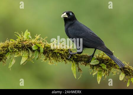 Une cacique à cramoisi (Cacicus uropygialis) perche sur une branche d'arbres à Laguna del Lagarto, Costa Rica Banque D'Images