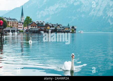 De cygnes dans le lac de hallstatt ville le contexte Banque D'Images