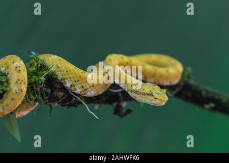Viper cils jaune (Bothriechis schlegelii) sur une branche dans un environnement contrôlé. Laguna del Lagarto, le Costa Rica. Banque D'Images