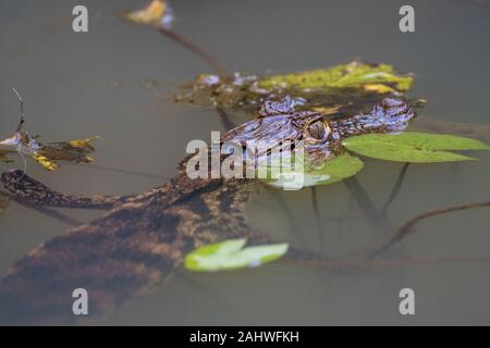 Caïman (Caiman crocodilus) tatacté flottant dans l'eau de Laguna del Lagarto, Costa Rica Banque D'Images