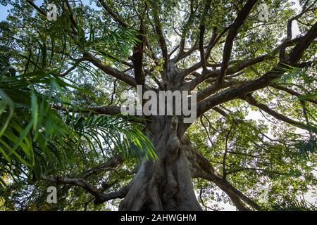 Grand arbre dans la jungle en Gambie. Banque D'Images