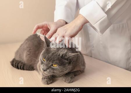 Chat gris est l'obtention d'un vaccin à la clinique vétérinaire. Vétérinaire professionnel est making injection au patient cat. L'amour de la nature concept. Hori Banque D'Images