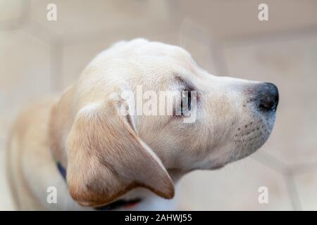 Portrait de yellow labrador retriever puppy, vue de côté et macro. Chien est arrivé à la Chambre des nouveaux propriétaires, un peu étonné et a intrigué loo Banque D'Images