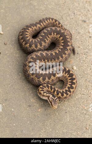 Femelle Brown de l'additionneur européen commun, Vipera berus, sur chemin de terre, photo d'en haut Banque D'Images