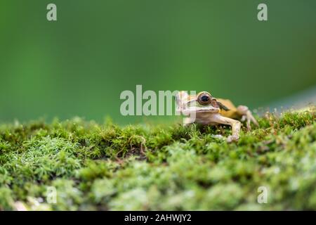 Rainette masqués (Smilisca phaeota) également connu sous le nom de Nouvelle Grenade la rainette bagués dans un environnement contrôlé.Laguna del Lagarto, le Costa Rica. Banque D'Images